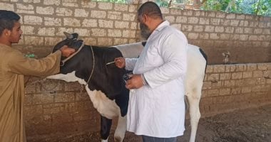 تحصين 7884 رأس ماشية في يوم واحد ضمن الحملة القومية بسوهاج