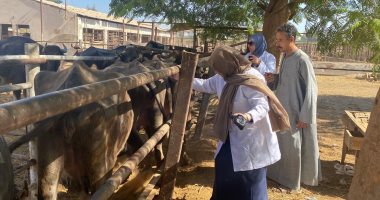 تحصين 94,406 ماشية بواسطة 1,288 فريق بيطري خلال شهر بأسيوط