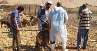 تحصين فوق 80 ألف ماشية بلجان منتشرة في قرى القليوبية.