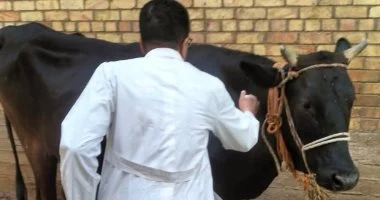 تطعيم 7054 ماشية بسوهاج ضمن حملة الحمى القلاعية وحمى الوادي المتصدع