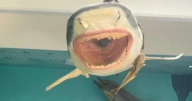 تعلم طريقة تحنيط الكائنات البحرية الكبيرة بخطوات مبسطة في تسع مراحل