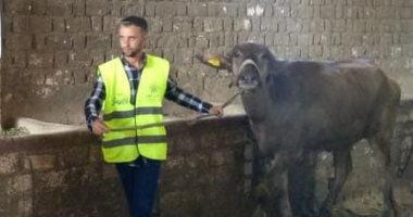 توزيع 2641 رأس ماشية لأسر محتاجة في قرى الشرقية.