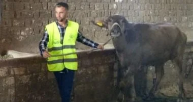 توزيع 3918 رأس ماشية على الأسر المحتاجة في قرى ومراكز أسوان