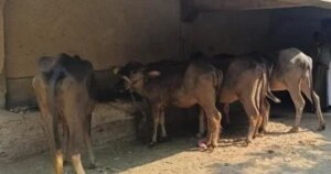 توزيع 4817 رأس ماشية على الأسر المحتاجة في قرى ومراكز سوهاج