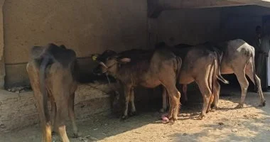 توزيع 4817 رأس ماشية على الأسر المحتاجة في قرى ومراكز سوهاج