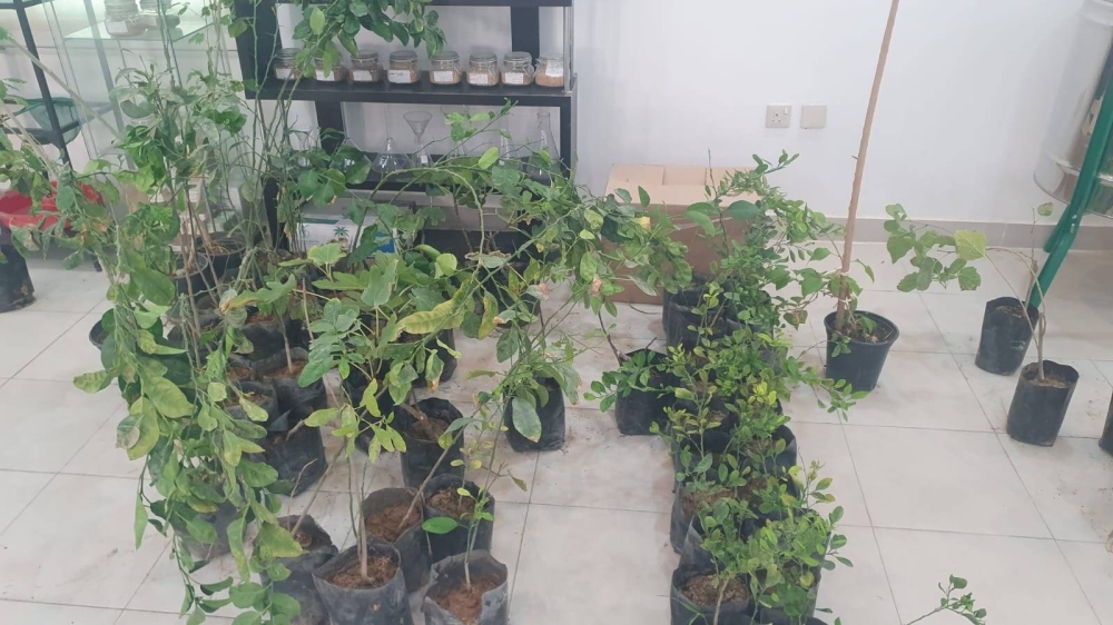 توزيع شتلات مجانية بالأحساء: فرصة رائعة لدعم الزراعة المستدامة والمشاركة المجتمعية