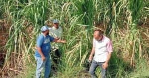 حصاد 333 فدانًا من الذرة ضمن مبادرة لترشيد استهلاك المياه