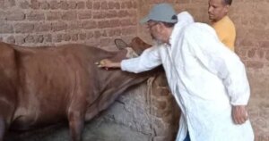 حماية 129,688 رأس ماشية من الحمى القلاعية والوادي المتصدع بكفر الشيخ