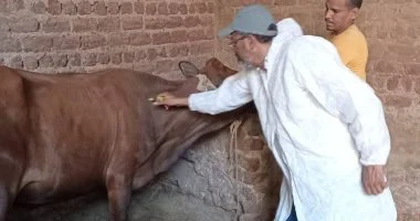 حماية 129,688 رأس ماشية من الحمى القلاعية والوادي المتصدع بكفر الشيخ