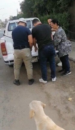 بيطرى أكتوبر: بدء حملة تطعيم الكلاب الحرة