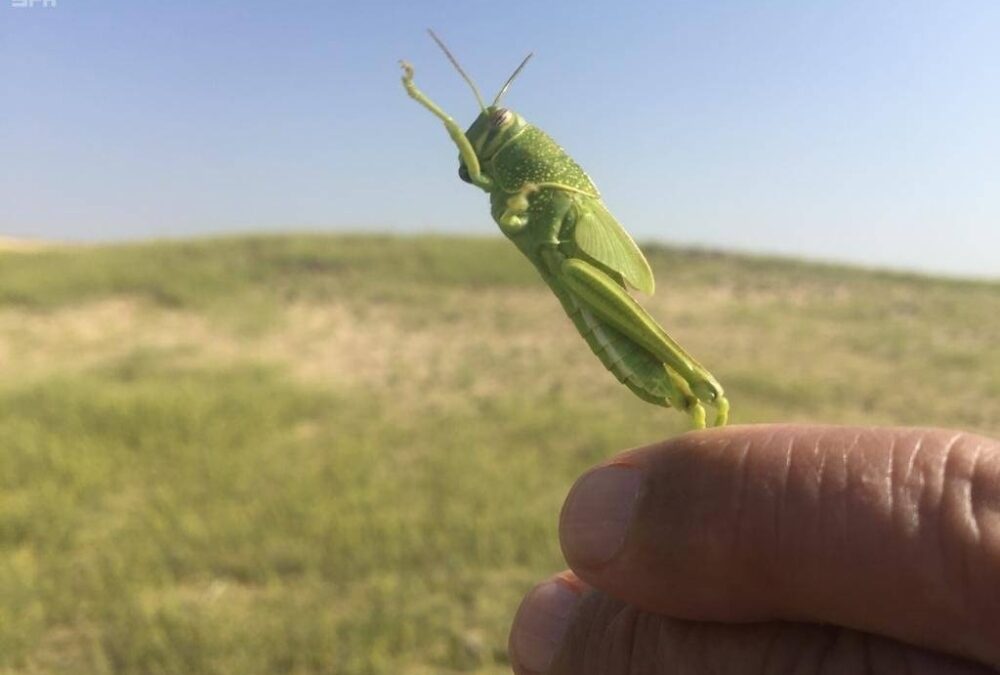 حملة مكثفة لمكافحة الجراد تغطي 4 ملايين هكتار لحماية المحاصيل الزراعية