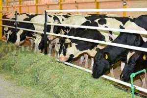 دعم المواشي