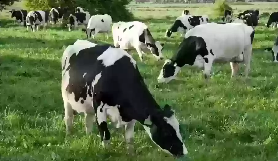 دعم المواشي
