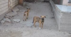 دمياط تخصص أرقامًا لتلقي بلاغات تجمعات الكلاب الضالة.