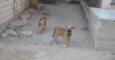 دمياط تخصص أرقامًا لتلقي بلاغات تجمعات الكلاب الضالة.