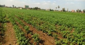 زراعة المنوفية: 15 ألف فدان بطاطس مزروعة بالمحافظة زراعة المنوفية: 15 ألف فدان بطاطس مزروعة بالمحافظة