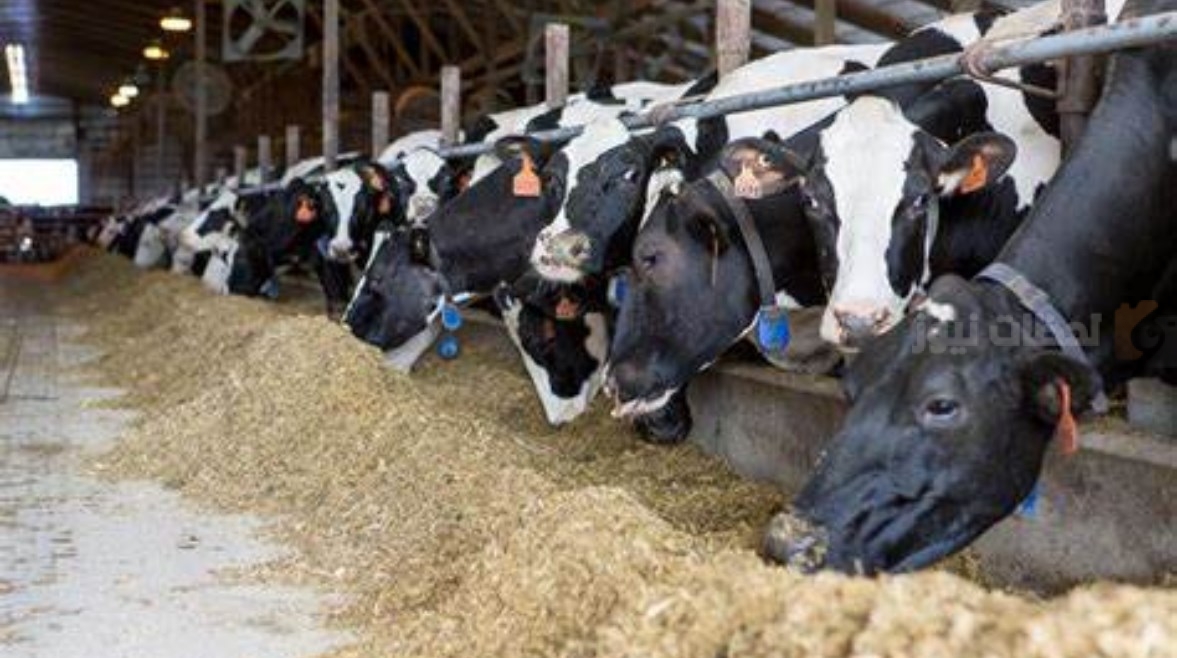 صرف دعم مربي المواشي