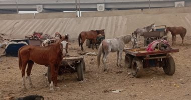 ضبط 50 عربة كارو خلال حملة واسعة في شبرا الخيمة