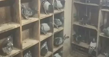 عاشق الحمام الزاجل بكفر الشيخ بطل سباقات الجمهورية وقصته الرائعة