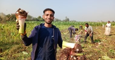 عشاق القلقاس تابعوا كيفية جمع المحصول في الشرقية