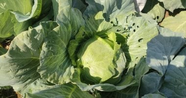 عم عبد الجواد يتحدث عن زراعة الكرنب في قنا منذ 40 عاماً