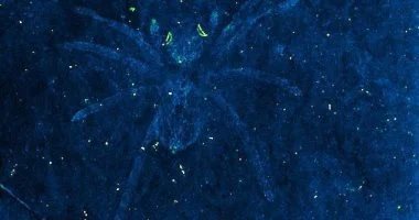 أسرار لا تعرفها عن العنكبوت.. دماغه فى رجله وخيوطه أقوى من الفولاذ