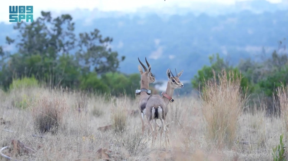 عودة مذهلة: +2000 كائن فطري يستعيدون حريتهم في بيئتهم الطبيعية