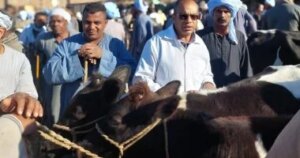 فريق البيطرة بالأقصر يقدّم تحصينات وينشر الوعي بين مربي الماشية في الأسواق