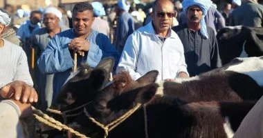 فريق البيطرة بالأقصر يقدّم تحصينات وينشر الوعي بين مربي الماشية فريق البيطرة بالأقصر يقدّم تحصينات وينشر الوعي بين مربي الماشية في الأسواق