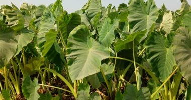 قرية المنير بالشرقية مصدر زراعة القلقاس للأسواق العربية والأوروبية