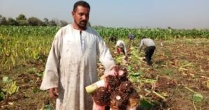 قرية المنير تتصدر الشرقية في زراعة القلقاس بمساحة 2000 فدان