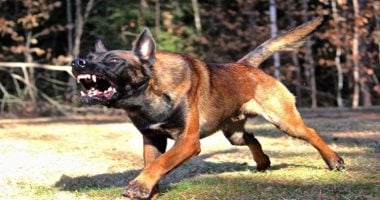 كلب مصاب يهاجم 18 شخصًا في مركز البدارى بأسيوط