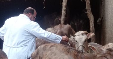 محافظ المنيا: تحصين 133 ألف ماشية بحملة لمكافحة حمى الوادي المتصدع