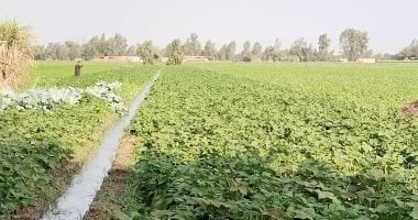 محصول الفاصوليا البيضاء يزهر في المنوفية والمزارعون يفضلونه لتكلفته القليلة