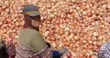 مدير زراعة الشرقية: نستهدف زراعة 29 ألف فدان بصل