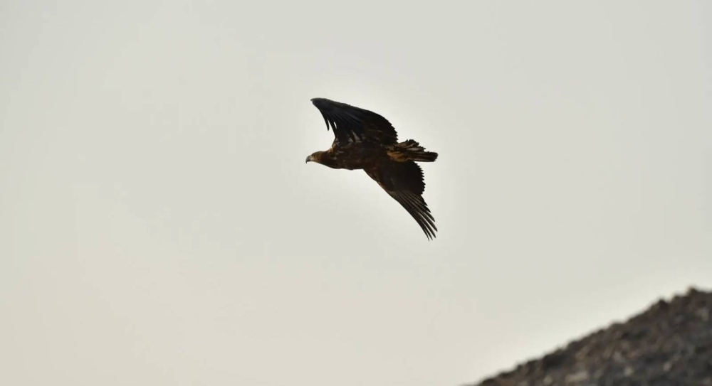 نسر أبيض الذيل يظهر في محمية الأمير محمد بن سلمان بعد غياب 20 عاماً