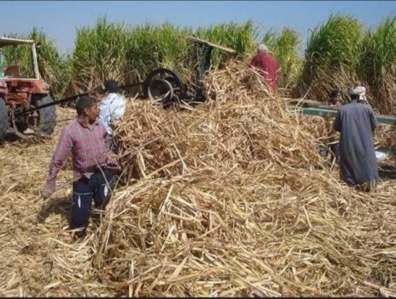 نقادة.. حين تحوَّلت السحابة السوداء إلى فرصة خضراء