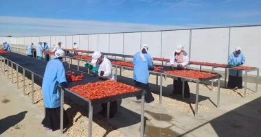 ورش صناعية وحدائق طماطم وقصب في الأقصر بالصور