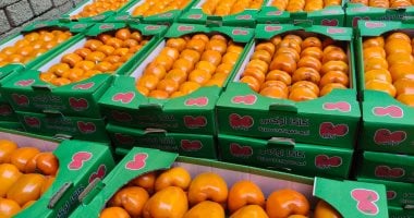 يحل الخريف بأجواء أجا بالدقهلية مع موسم حصاد الكاكا في فيشا بنا